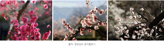 경남 봄나들이 떠나자