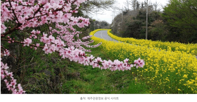 제주 봄나들이 떠나자