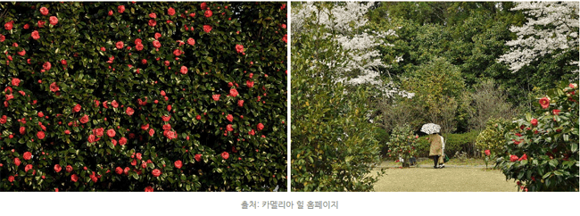 제주 봄나들이 떠나자